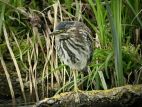20060430_Groene reiger_Amsterdam_2_640-480